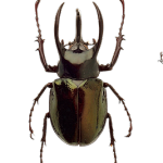 子どもが学芸会で木の役に 一姫二太郎三之助 子どもが学芸会で木の役に 一姫二太郎三之助